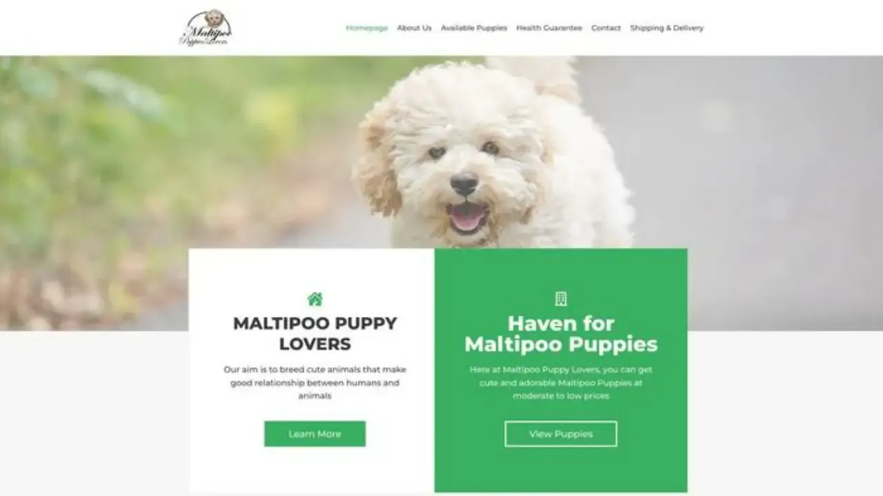 Maltipoopuppylovers