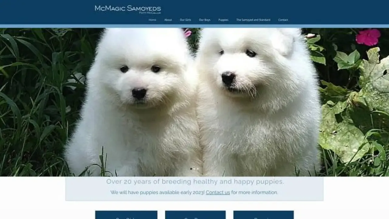 Mcmagicsamoyeds