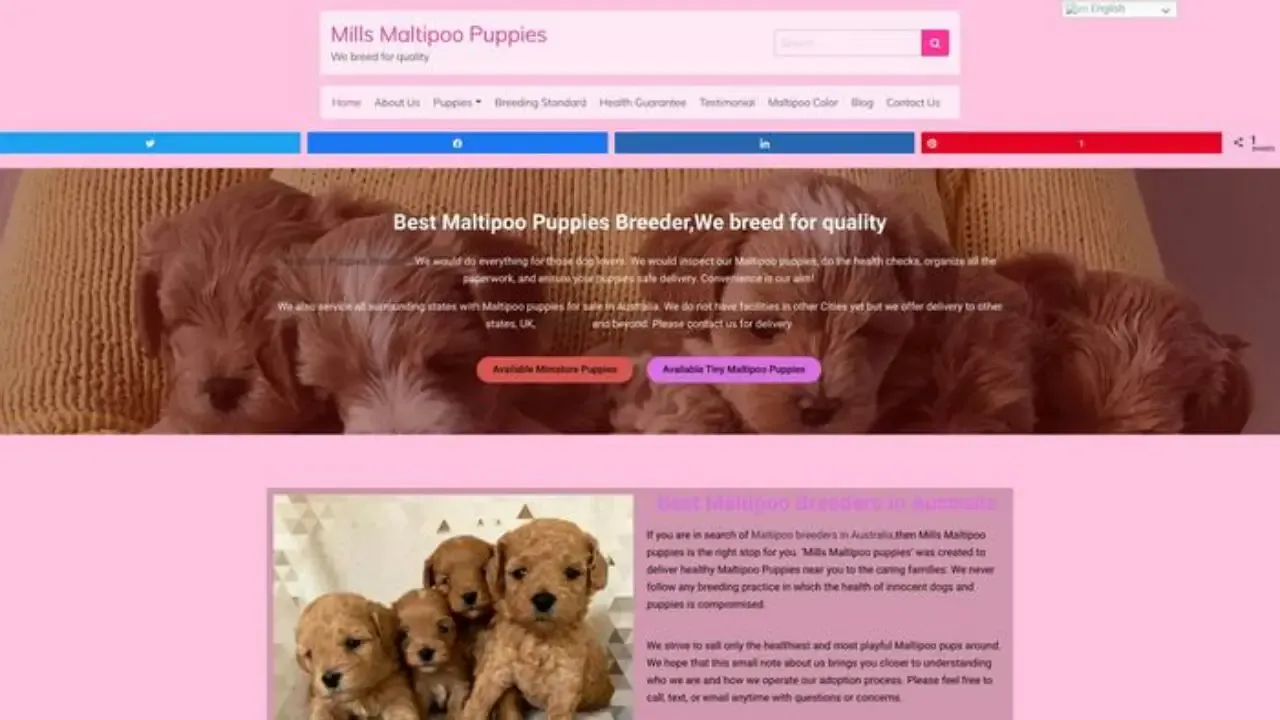 Millersdesignermaltipoodogs