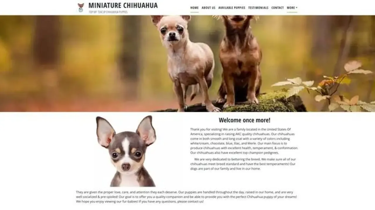 Miniaturechihuahuahome