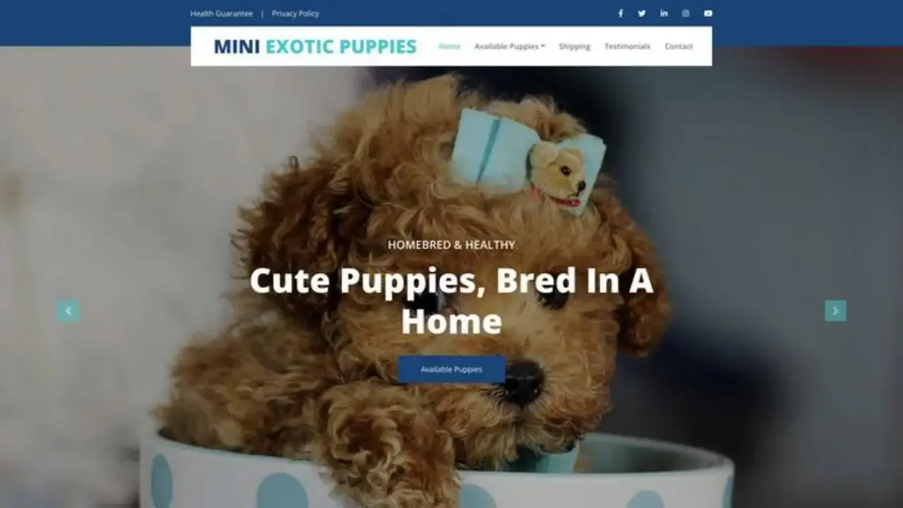 Miniexoticpuppies
