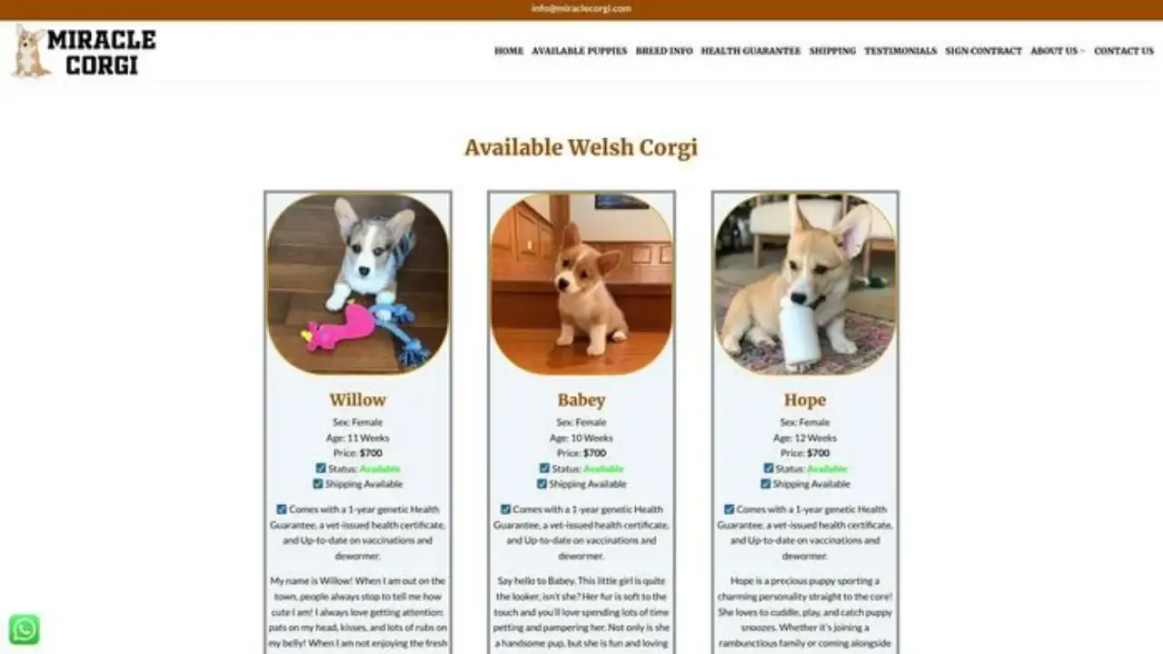Miraclecorgi