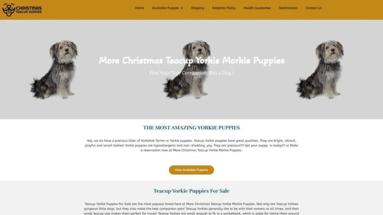 Morechristmasteacupyorkiemorkiepuppies