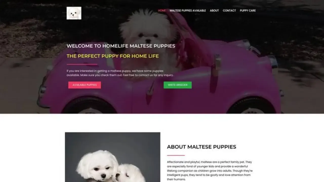 Newlittermaltesepuppies