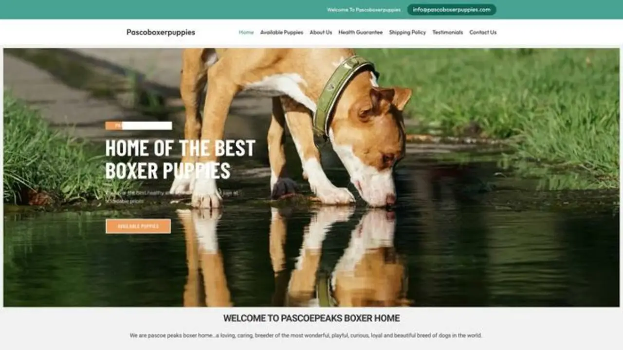Pascoboxerpuppies