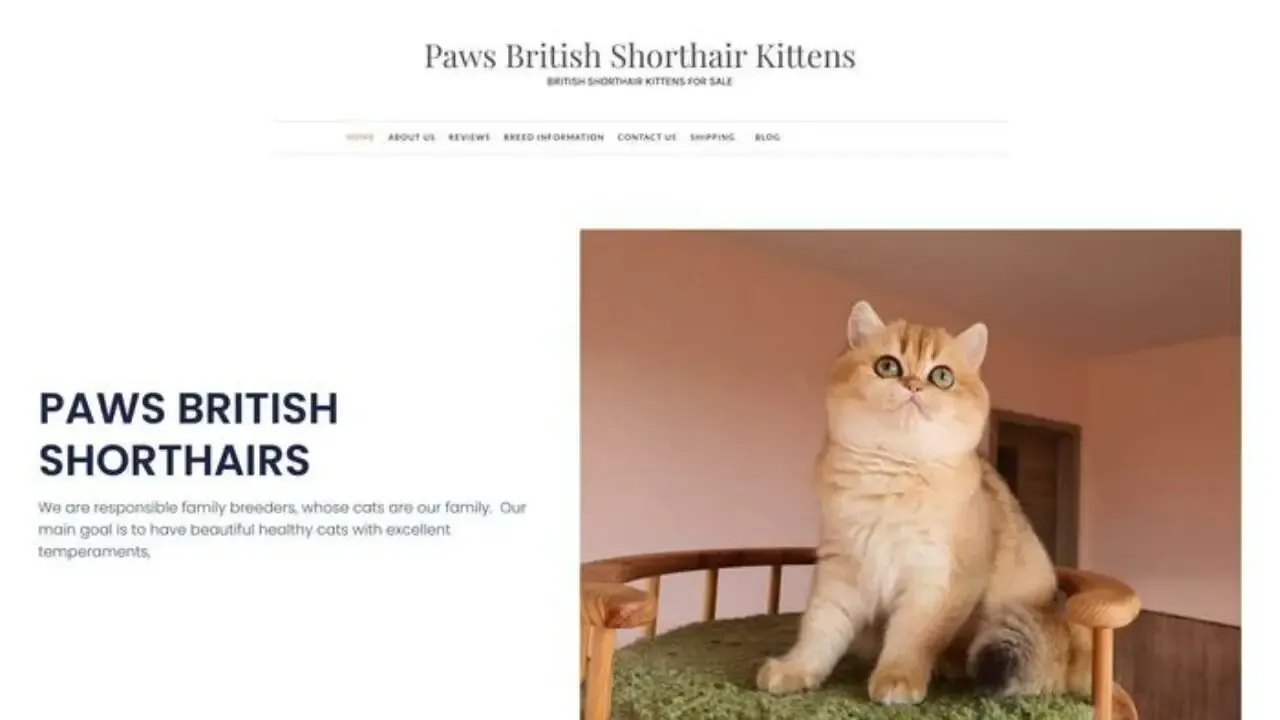 Pawsbritishshorthairkittens