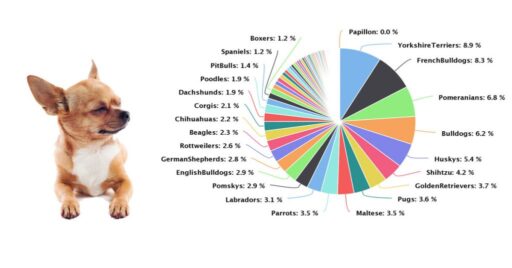 Pet scams by most popular breed|A pi chart of pet scams by breed|Kitten-scam-online|puppy scams and Kitten scam online|||||Report-puppy-scams|NameCheap Hurting the internet|domain-to-server|sim-to-cellphone|sim-to-cellphone|shut-down-hosting|shut-down-hosting|melaneeter@gmail.com Namecheap scammer