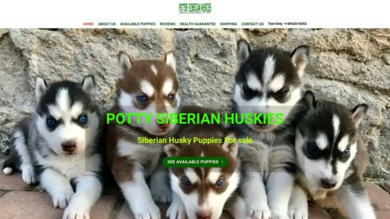 Pottysiberianhuskies
