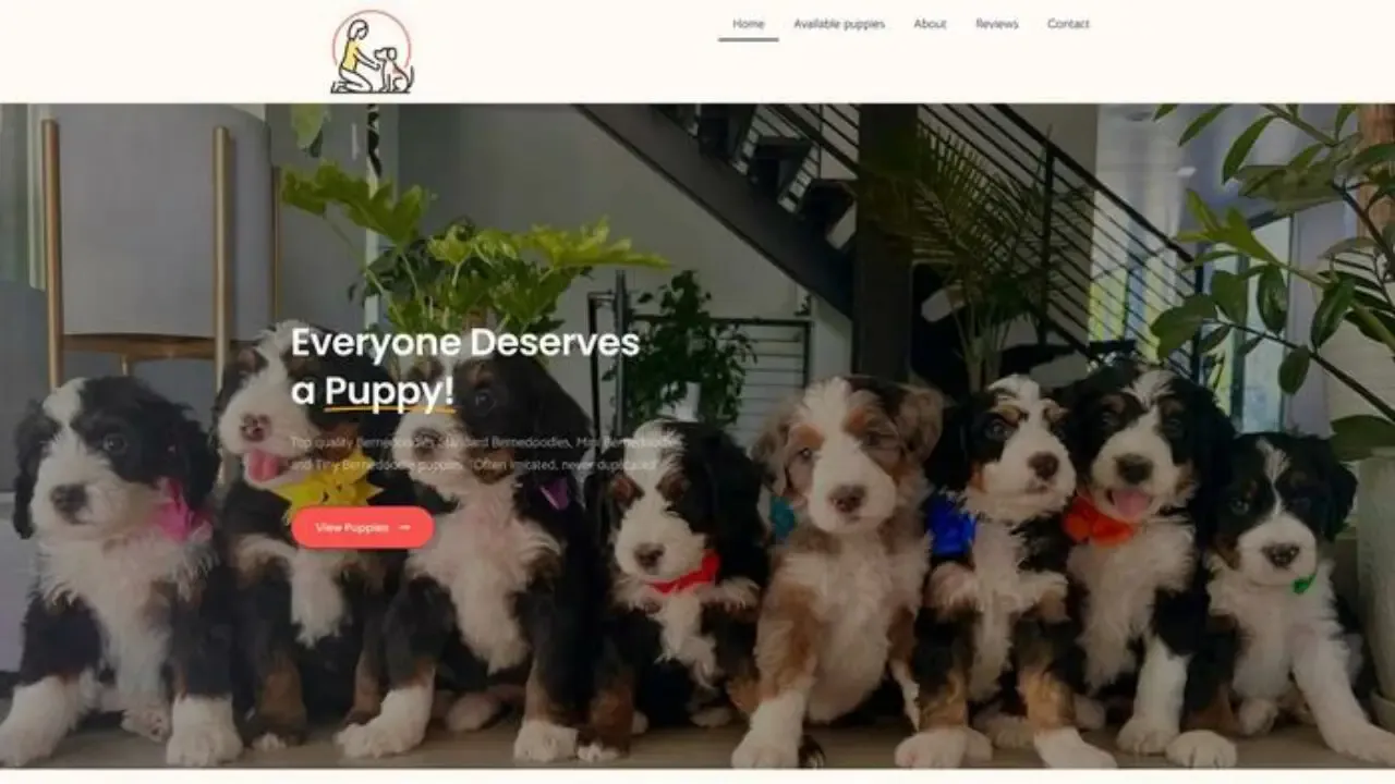 Premiumchoicebernedoodles