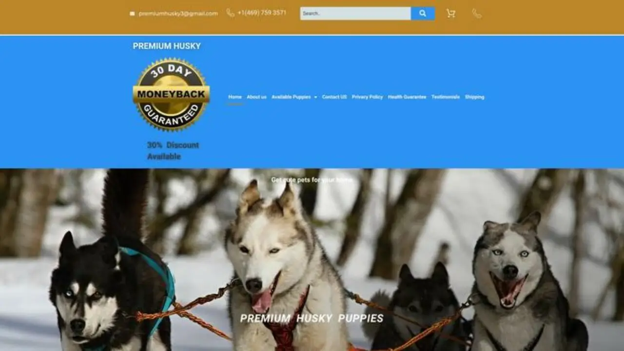 Premiumhuskypups