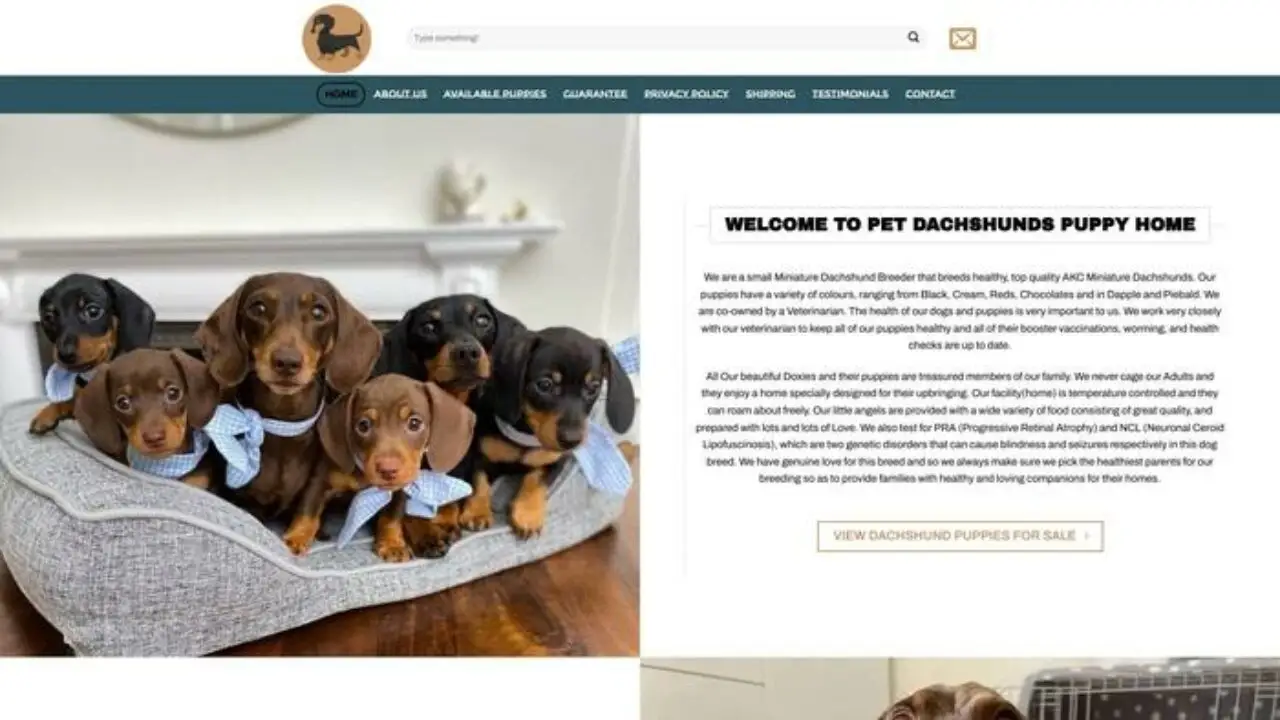 Purebreddachshund