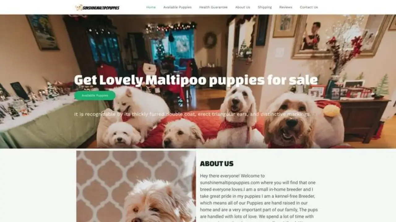 Sunshinemaltipopuppies