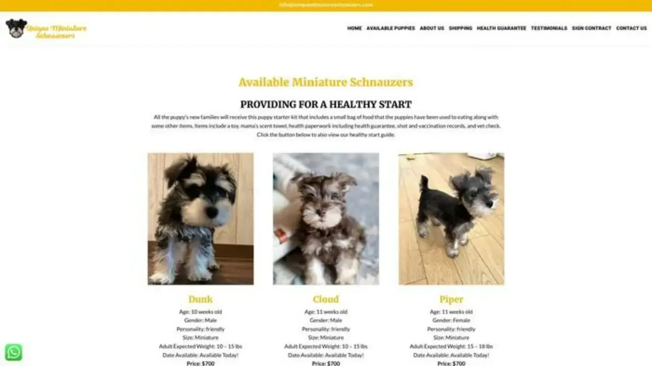 Uniqueminiatureschnauzers