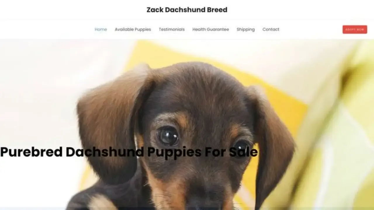 Zackdachshundbreed