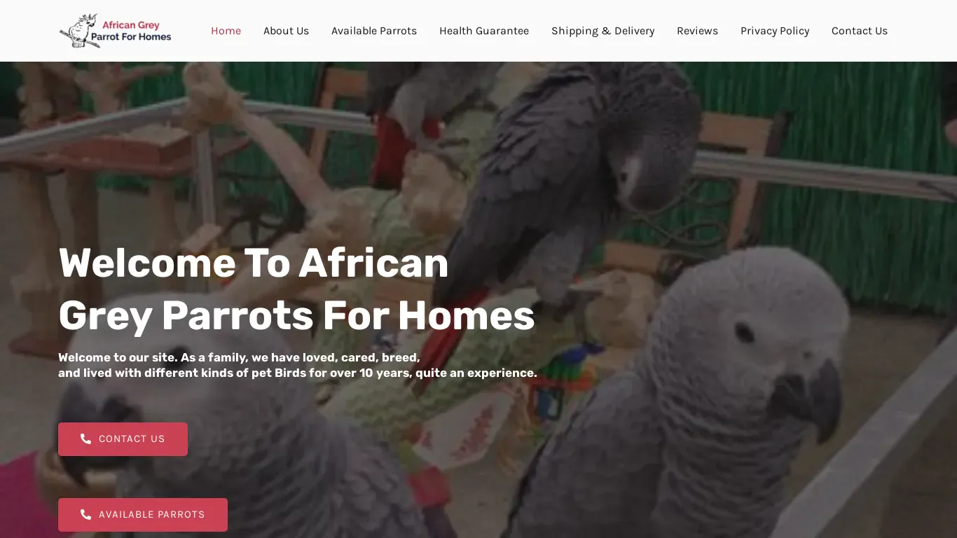 is africangreyparrotforhomes.com legit? screenshot