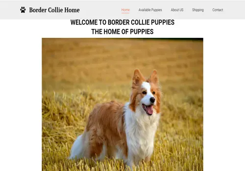 is alitbordercollie.com legit? screenshot