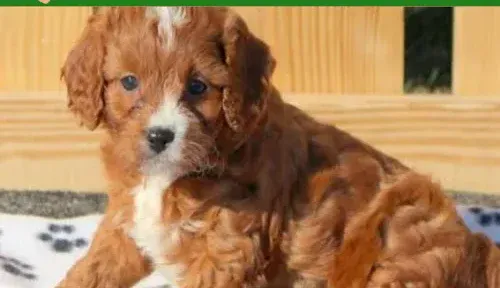 A screenshot of Genlanfamilystbernard.com