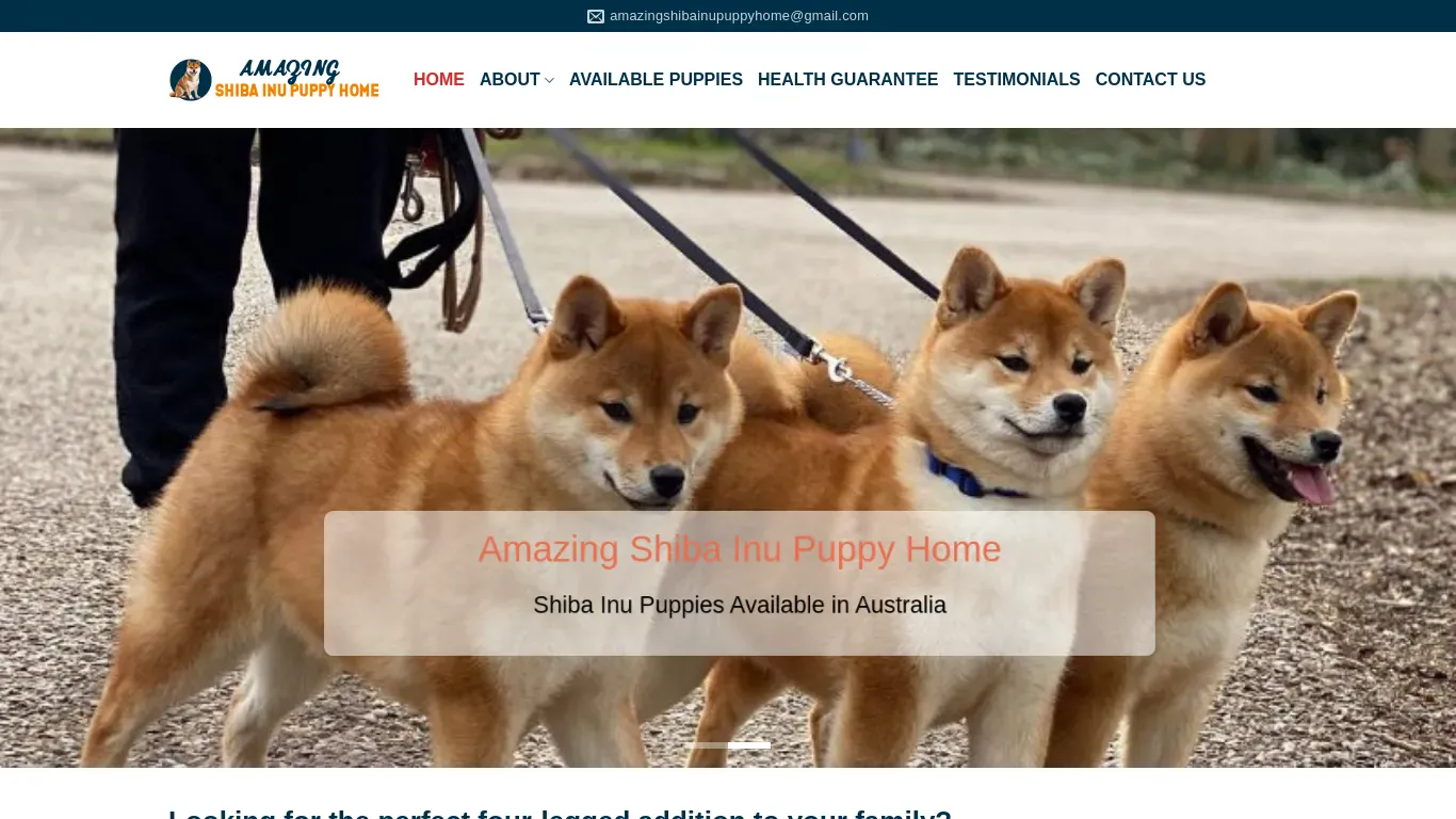 is Amazing Shiba Inu Puppy Home – Shiba Inu Puppies for sale legit? screenshot