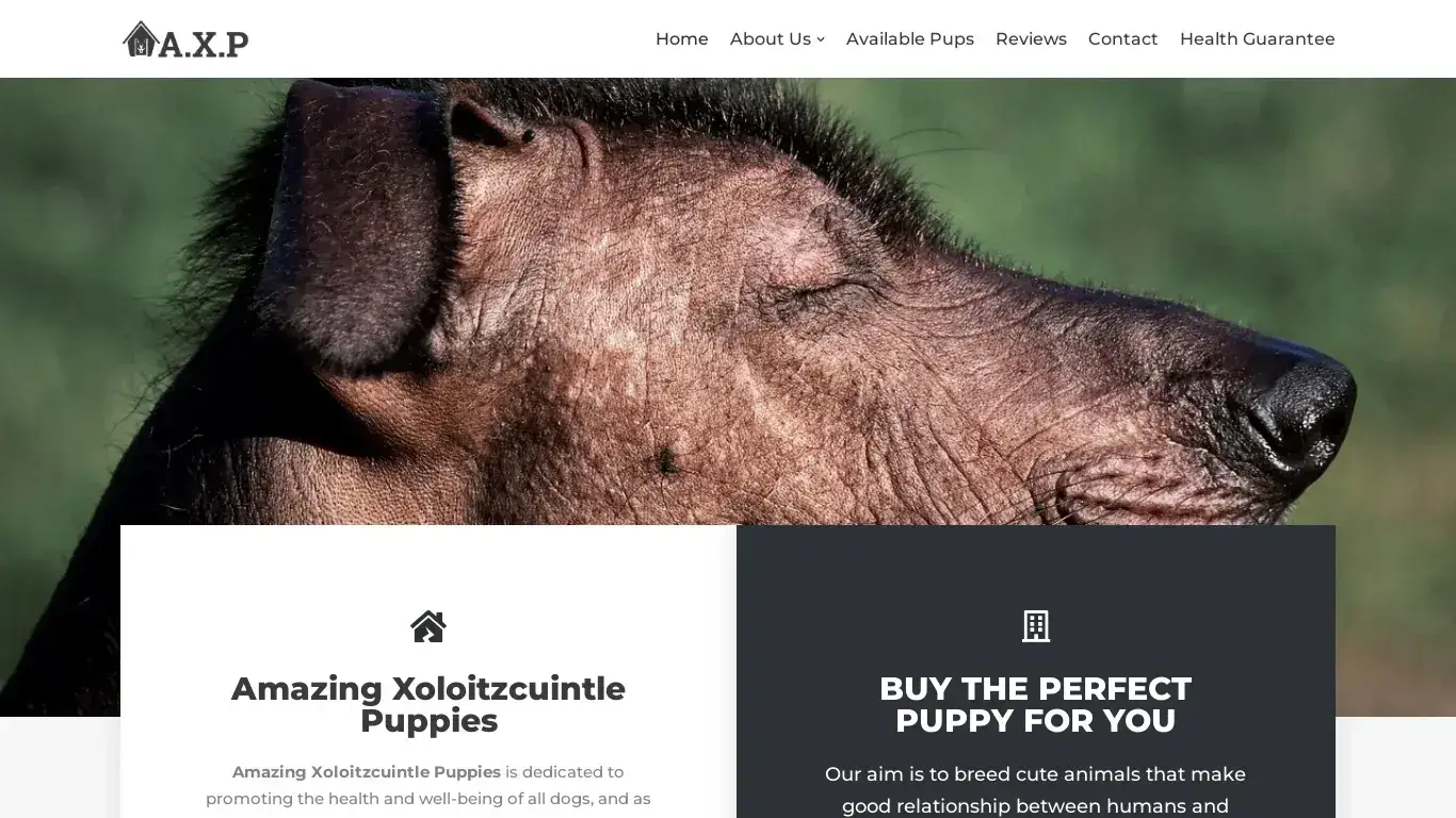 is Amazing Xoloitzcuintle Puppies – Best online shop to buy Cockerspaniel Puppies legit? screenshot