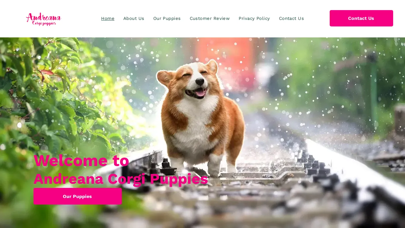 is andreanawscorgipuppies.com legit? screenshot