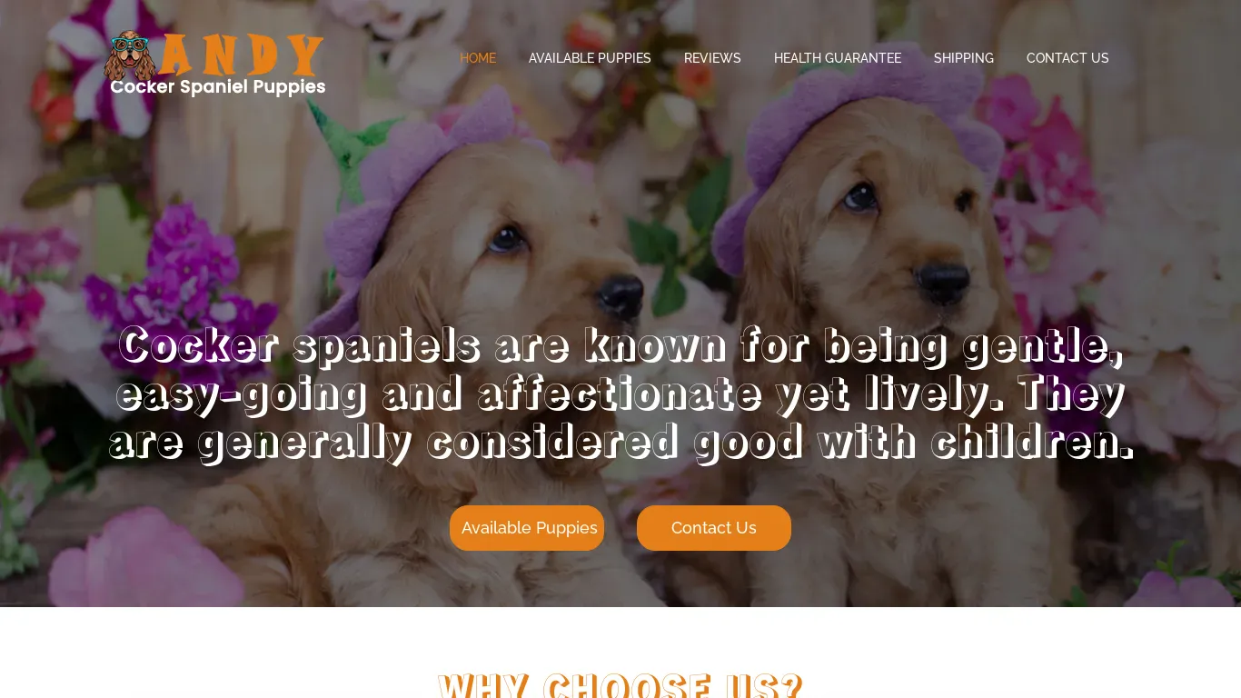 is andycockerspanielpuppies.com legit? screenshot