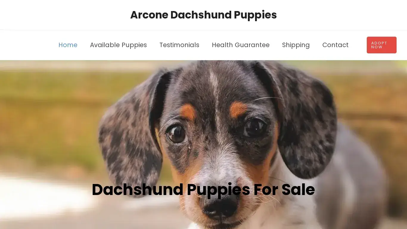 is Arcone Dachshund Puppies – Dachshund Puppies For Sale legit? screenshot