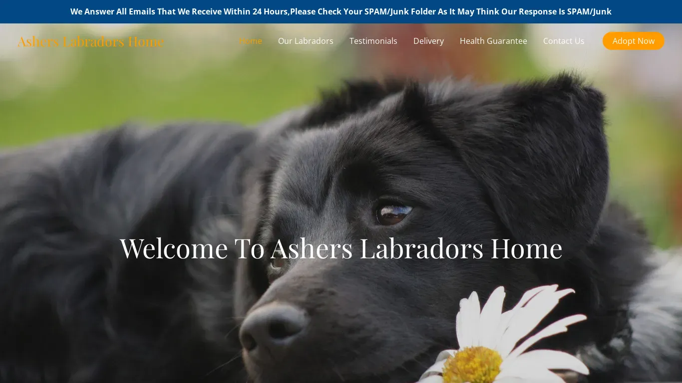is asherslabradorshome.com legit? screenshot