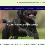 atlantic canecorso puppies online