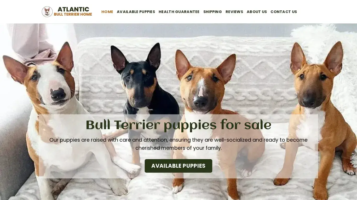 is Atlantic Bull Terrier Home – Bull Terrier Puppies for sale legit? screenshot