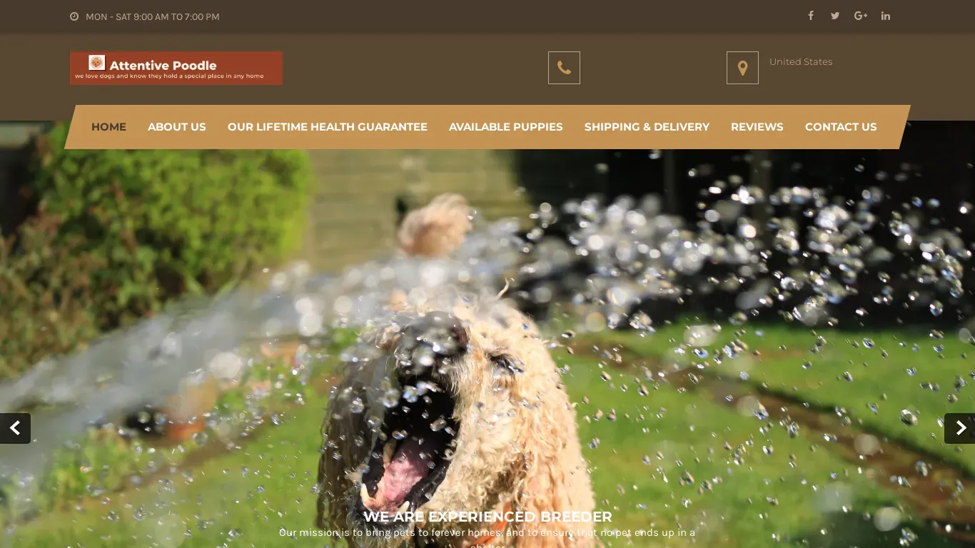 is attentivepoodle.com legit? screenshot