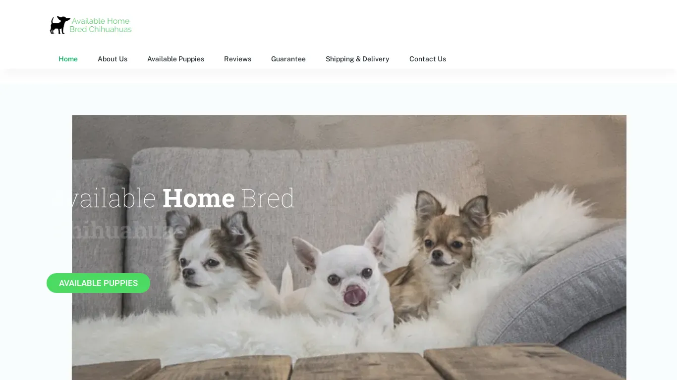 is availablehomebredchihuahuas.com legit? screenshot