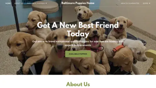 A screenshot of Baltimorepuppieshome.co.za