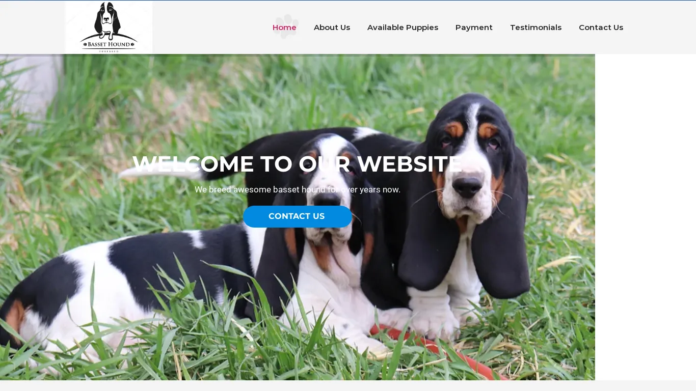 is bassethoundsbreeder.com legit? screenshot