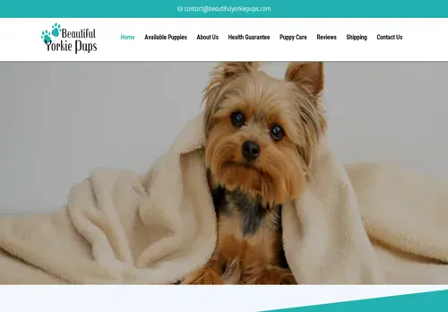 is beautifulyorkiepups.com legit? screenshot