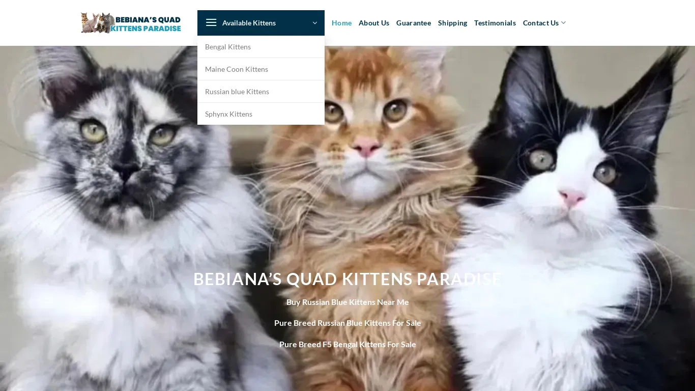 is Bebiana’s Quad Kittens Paradise – Maine Coon and Sphynx, Bengal, Russian kittens for sale legit? screenshot