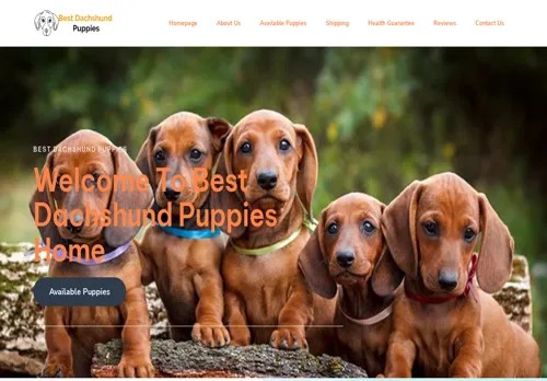 is bestdachshundpuppies.com legit? screenshot