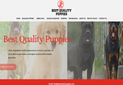 is bestqualitypuppies.com legit? screenshot