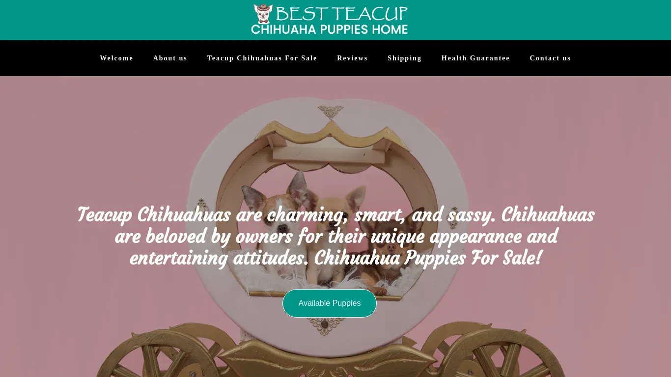 is bestteacupchihuahuapuppieshome.com legit? screenshot