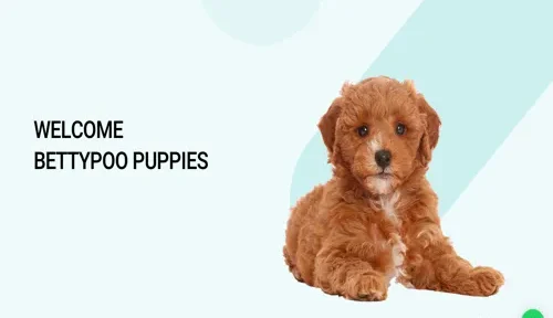 A screenshot of Genlanfamilystbernard.com