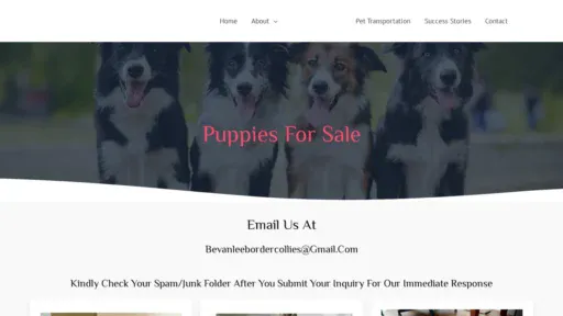 A screenshot of Bevanleebordercollies.com