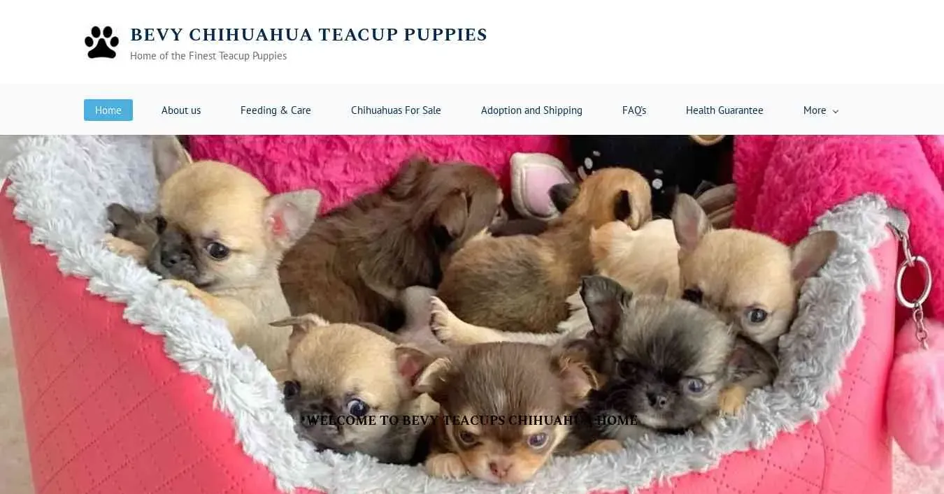 is bevychihuahuas.com legit? screenshot