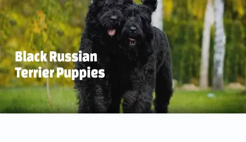 A screenshot of Genlanfamilystbernard.com