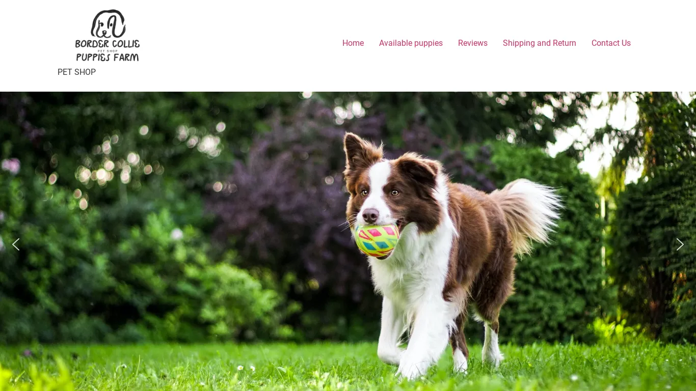 is bordercolliepupiesfarm.com legit? screenshot