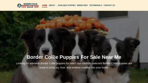 A screenshot of Bordercolliepuppiesforsalenearme.com