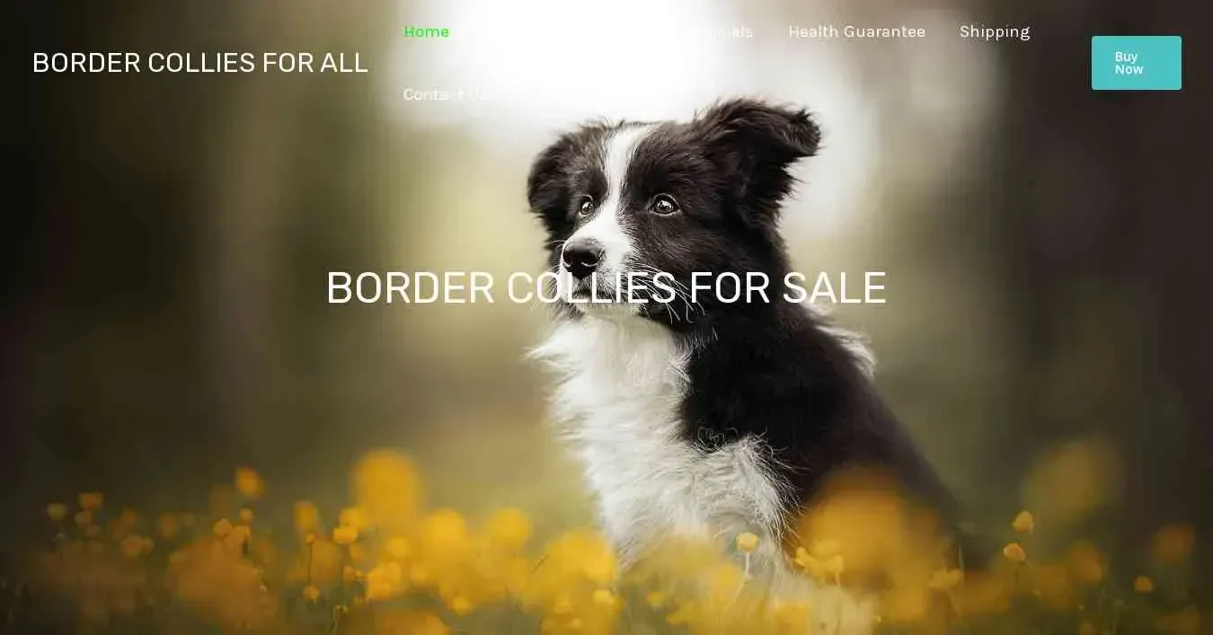 is bordercolliesforall.com legit? screenshot