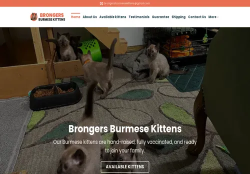 is brongersburmesekittens.com legit? screenshot