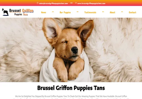 is brusselgriffonpuppiestanz.com legit? screenshot