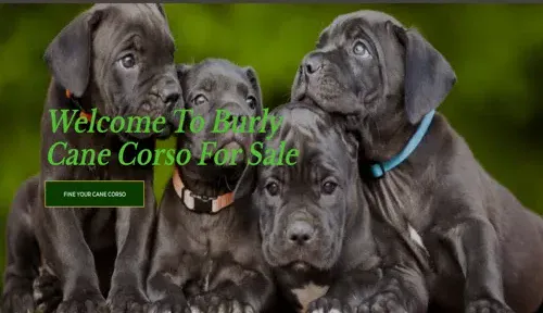 A screenshot of Genlanfamilystbernard.com
