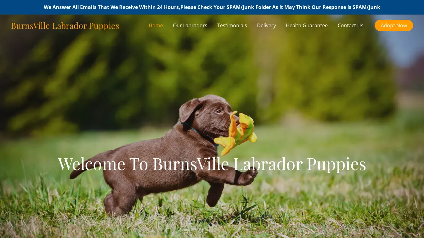 A screenshot of Burnsvillelabradorpuppies.com