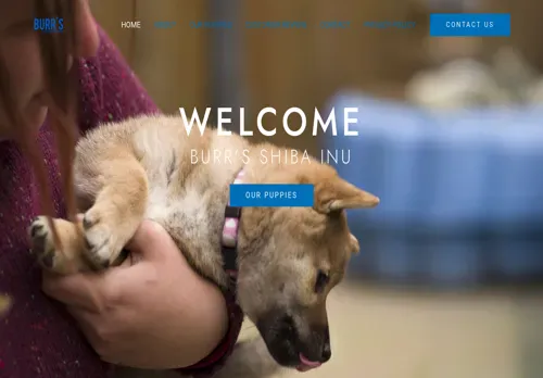 is burrsshibainupuppies.com legit? screenshot